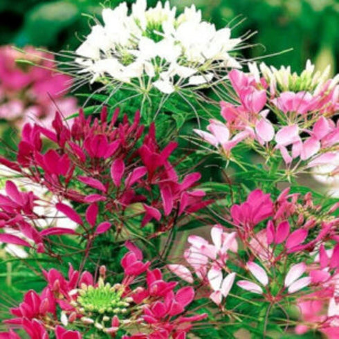 Cleome Spinosa Seeds